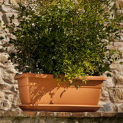 ducale-with-saucer-terracotta-color
