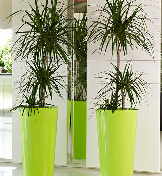 Tuit Pot Acid Green